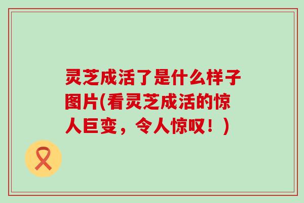 灵芝成活了是什么样子图片(看灵芝成活的惊人巨变，令人惊叹！)