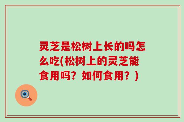 灵芝是松树上长的吗怎么吃(松树上的灵芝能食用吗？如何食用？)