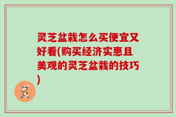 灵芝盆栽怎么买便宜又好看(购买经济实惠且美观的灵芝盆栽的技巧)