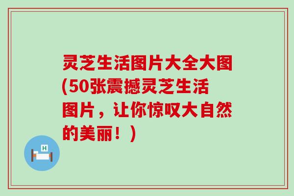 灵芝生活图片大全大图(50张震撼灵芝生活图片，让你惊叹大自然的美丽！)