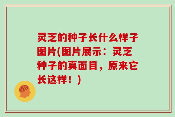 灵芝的种子长什么样子图片(图片展示：灵芝种子的真面目，原来它长这样！)