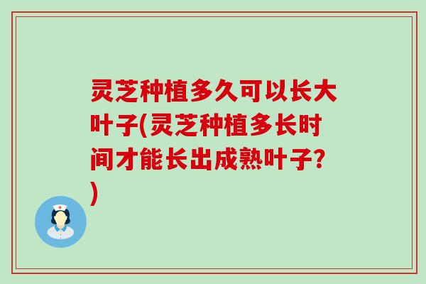 灵芝种植多久可以长大叶子(灵芝种植多长时间才能长出成熟叶子？)