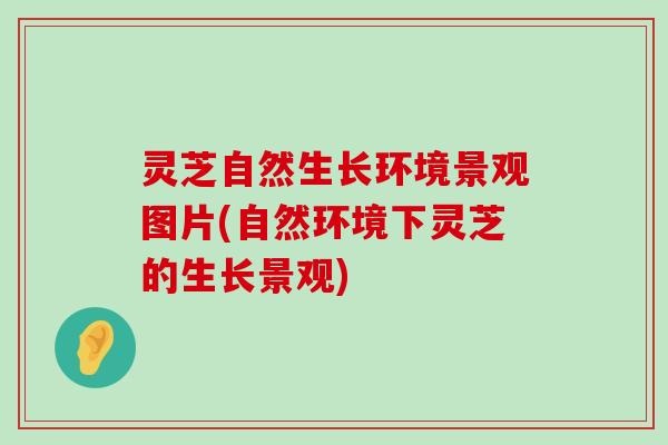 灵芝自然生长环境景观图片(自然环境下灵芝的生长景观)