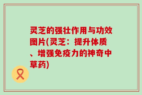 灵芝的强壮作用与功效图片(灵芝：提升体质、增强免疫力的神奇中草药)