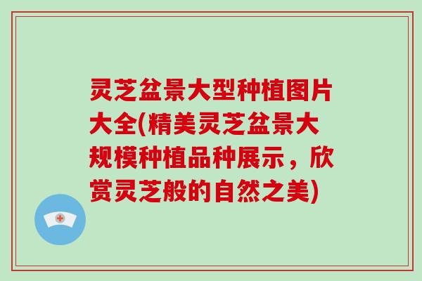 灵芝盆景大型种植图片大全(精美灵芝盆景大规模种植品种展示，欣赏灵芝般的自然之美)