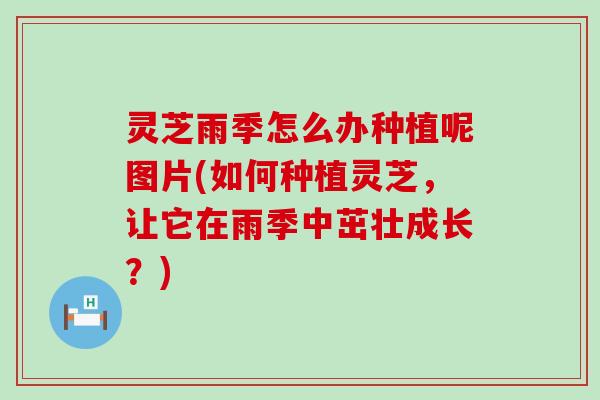 灵芝雨季怎么办种植呢图片(如何种植灵芝，让它在雨季中茁壮成长？)