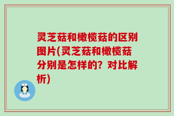 灵芝菇和橄榄菇的区别图片(灵芝菇和橄榄菇分别是怎样的？对比解析)