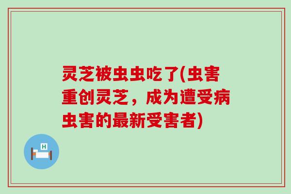 灵芝被虫虫吃了(虫害重创灵芝，成为遭受虫害的新受害者)