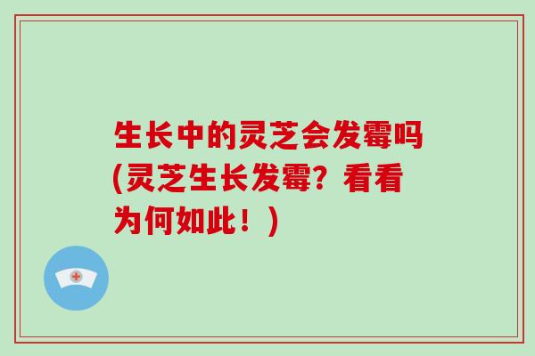 生长中的灵芝会发霉吗(灵芝生长发霉？看看为何如此！)