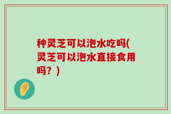 种灵芝可以泡水吃吗(灵芝可以泡水直接食用吗？)