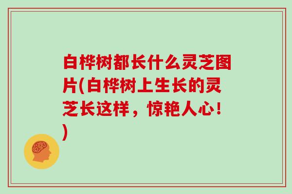 白桦树都长什么灵芝图片(白桦树上生长的灵芝长这样，惊艳人心！)