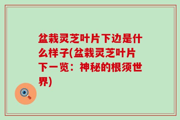 盆栽灵芝叶片下边是什么样子(盆栽灵芝叶片下一览：神秘的根须世界)