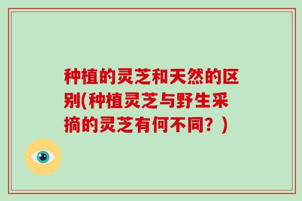 种植的灵芝和天然的区别(种植灵芝与野生采摘的灵芝有何不同？)