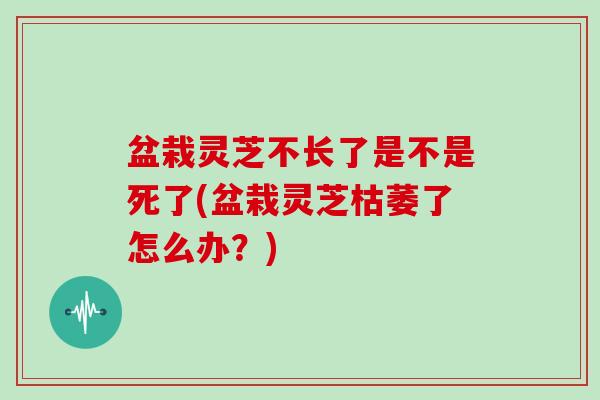 盆栽灵芝不长了是不是死了(盆栽灵芝枯萎了怎么办？)