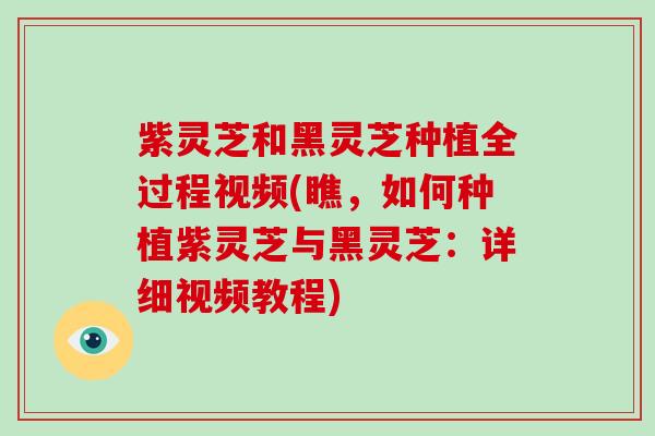 紫灵芝和黑灵芝种植全过程视频(瞧，如何种植紫灵芝与黑灵芝：详细视频教程)