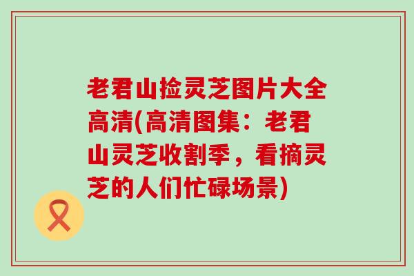 老君山捡灵芝图片大全高清(高清图集：老君山灵芝收割季，看摘灵芝的人们忙碌场景)