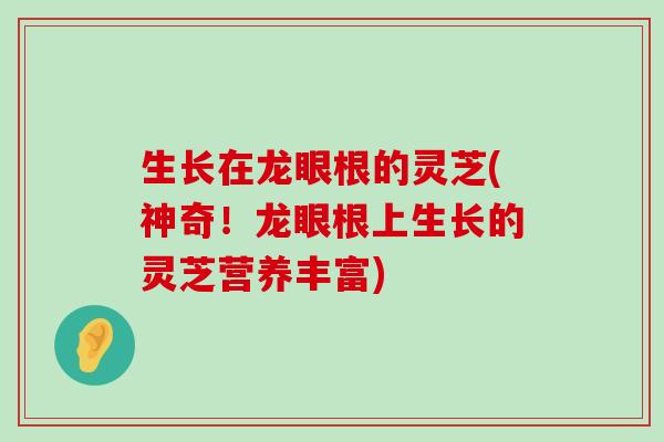 生长在龙眼根的灵芝(神奇！龙眼根上生长的灵芝营养丰富)