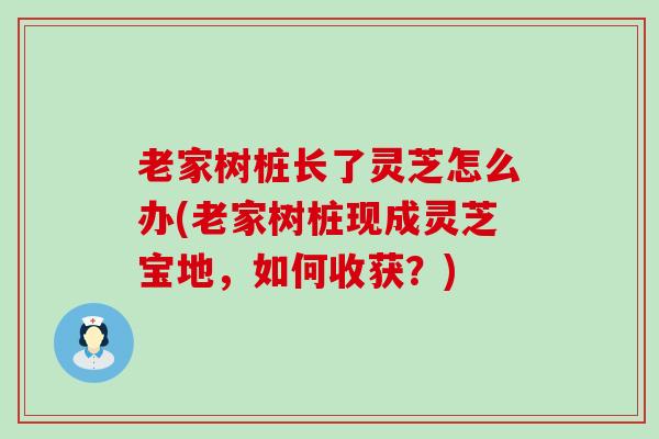 老家树桩长了灵芝怎么办(老家树桩现成灵芝宝地，如何收获？)