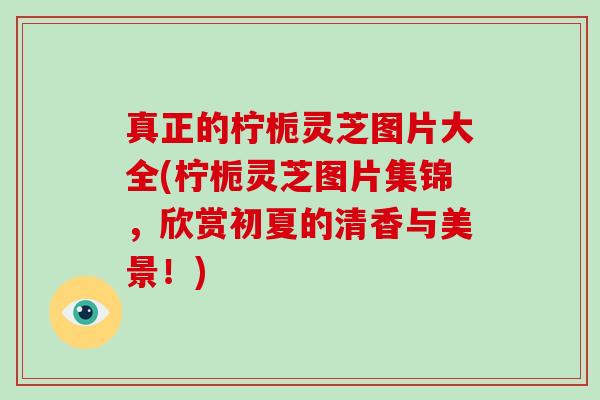 真正的柠栀灵芝图片大全(柠栀灵芝图片集锦，欣赏初夏的清香与美景！)