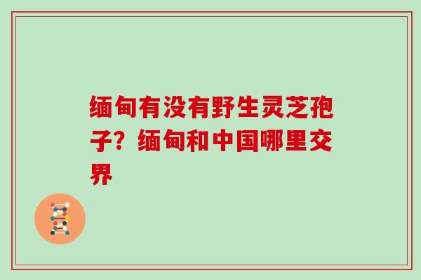 缅甸有没有野生灵芝孢子？缅甸和中国哪里交界