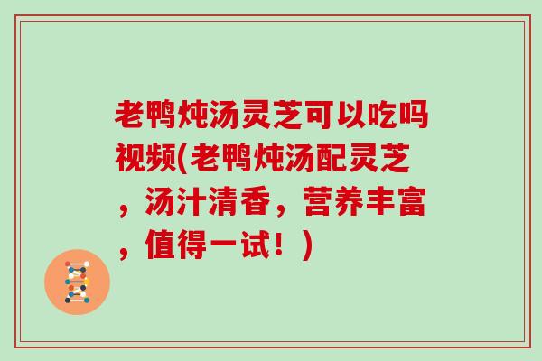 老鸭炖汤灵芝可以吃吗视频(老鸭炖汤配灵芝，汤汁清香，营养丰富，值得一试！)