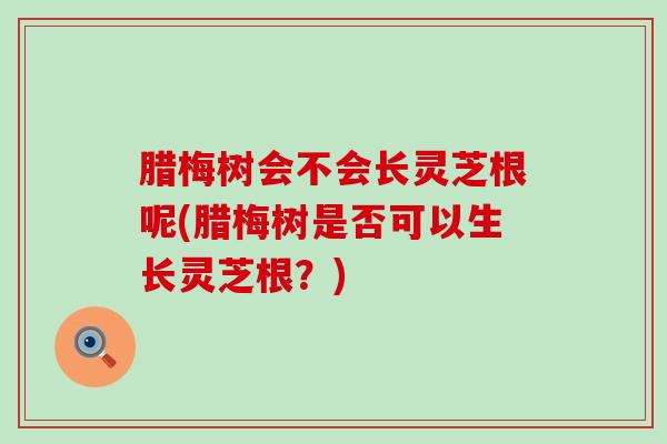 腊梅树会不会长灵芝根呢(腊梅树是否可以生长灵芝根？)