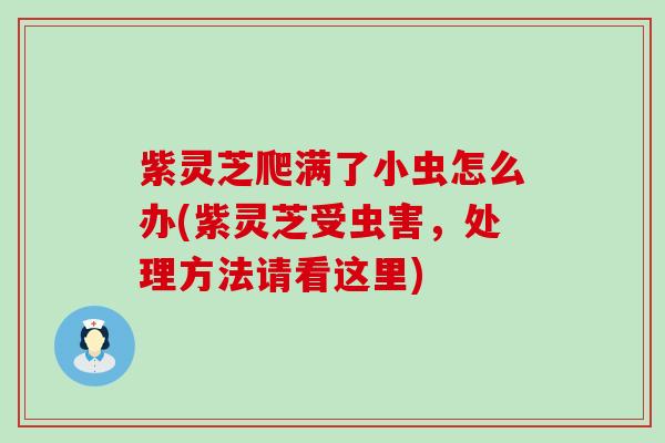 紫灵芝爬满了小虫怎么办(紫灵芝受虫害，处理方法请看这里)