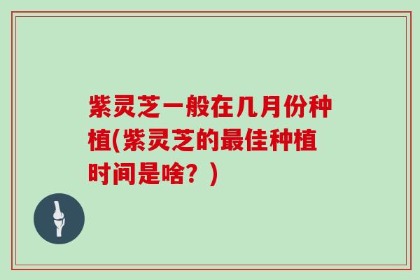 紫灵芝一般在几月份种植(紫灵芝的佳种植时间是啥？)