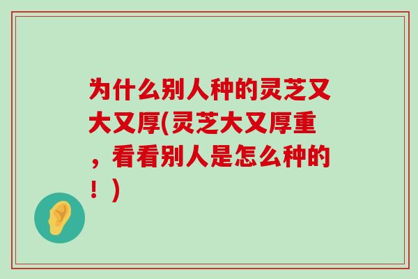 为什么别人种的灵芝又大又厚(灵芝大又厚重，看看别人是怎么种的！)