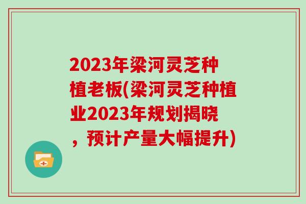 2023年梁河灵芝种植老板(梁河灵芝种植业2023年规划揭晓，预计产量大幅提升)