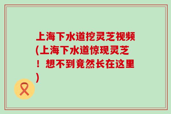 上海下水道挖灵芝视频(上海下水道惊现灵芝！想不到竟然长在这里)