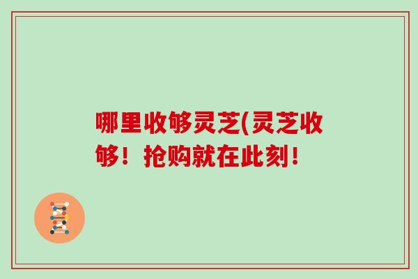 哪里收够灵芝(灵芝收够！抢购就在此刻！