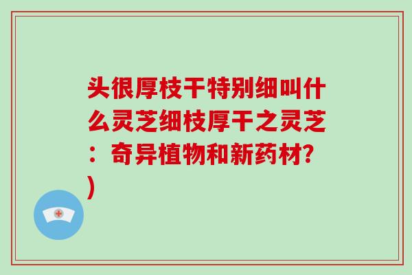 头很厚枝干特别细叫什么灵芝细枝厚干之灵芝：奇异植物和新药材？)