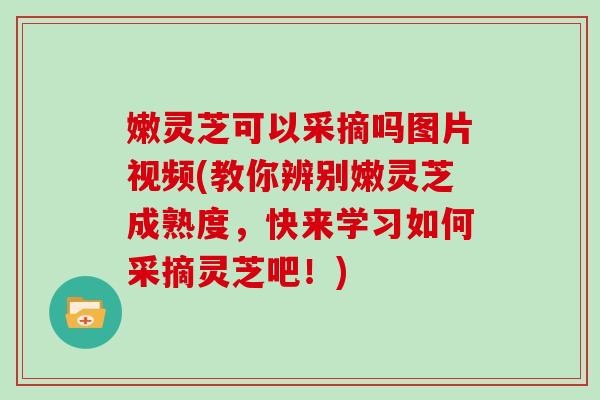 嫩灵芝可以采摘吗图片视频(教你辨别嫩灵芝成熟度，快来学习如何采摘灵芝吧！)