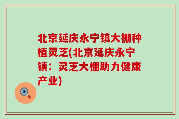 北京延庆永宁镇大棚种植灵芝(北京延庆永宁镇：灵芝大棚助力健康产业)