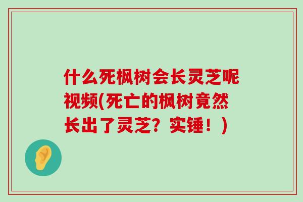 什么死枫树会长灵芝呢视频(死亡的枫树竟然长出了灵芝？实锤！)