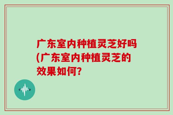 广东室内种植灵芝好吗(广东室内种植灵芝的效果如何？