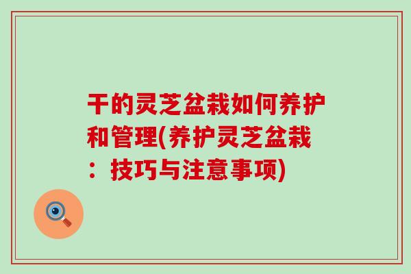 干的灵芝盆栽如何养护和管理(养护灵芝盆栽：技巧与注意事项)