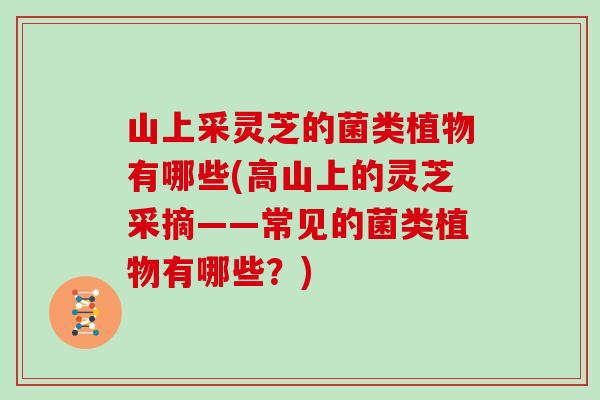 山上采灵芝的菌类植物有哪些(高山上的灵芝采摘——常见的菌类植物有哪些？)