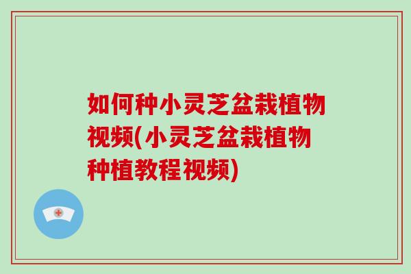 如何种小灵芝盆栽植物视频(小灵芝盆栽植物种植教程视频)