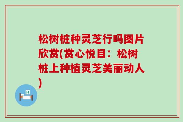 松树桩种灵芝行吗图片欣赏(赏心悦目：松树桩上种植灵芝美丽动人)