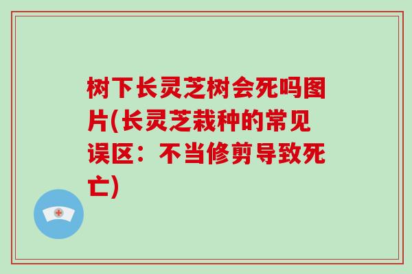 树下长灵芝树会死吗图片(长灵芝栽种的常见误区：不当修剪导致死亡)