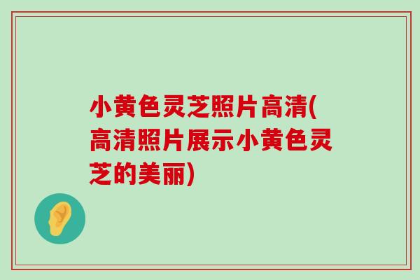 小黄色灵芝照片高清(高清照片展示小黄色灵芝的美丽)