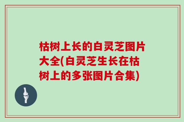 枯树上长的白灵芝图片大全(白灵芝生长在枯树上的多张图片合集)