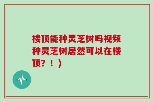 楼顶能种灵芝树吗视频种灵芝树居然可以在楼顶？！)