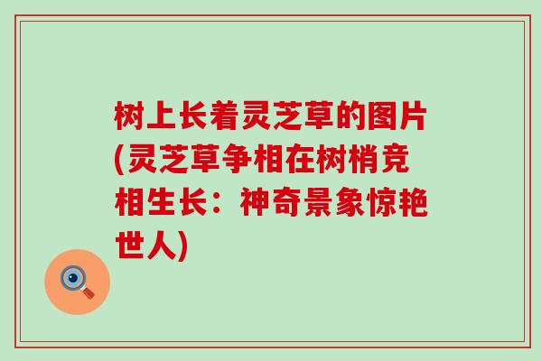 树上长着灵芝草的图片(灵芝草争相在树梢竞相生长：神奇景象惊艳世人)