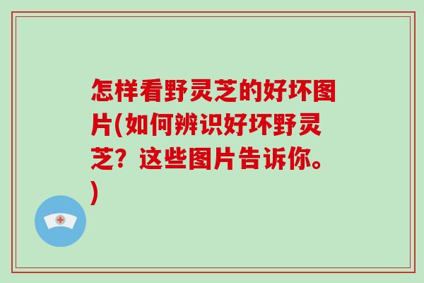 怎样看野灵芝的好坏图片(如何辨识好坏野灵芝？这些图片告诉你。)