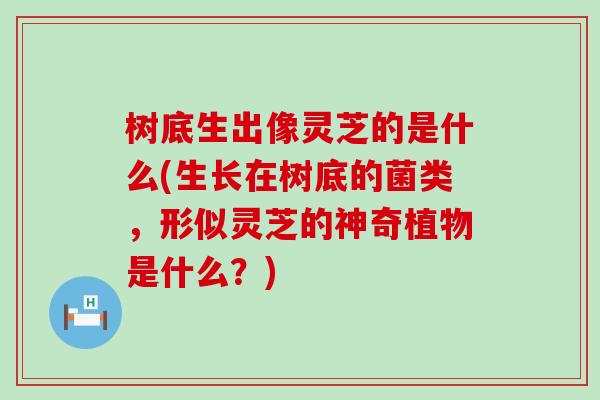 树底生出像灵芝的是什么(生长在树底的菌类，形似灵芝的神奇植物是什么？)