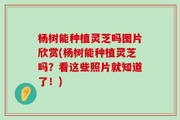 杨树能种植灵芝吗图片欣赏(杨树能种植灵芝吗？看这些照片就知道了！)