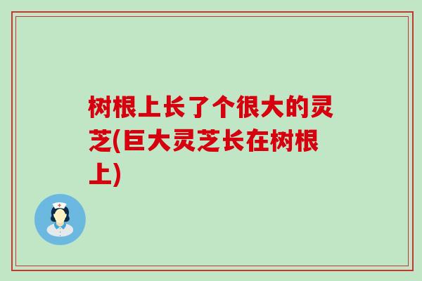 树根上长了个很大的灵芝(巨大灵芝长在树根上)